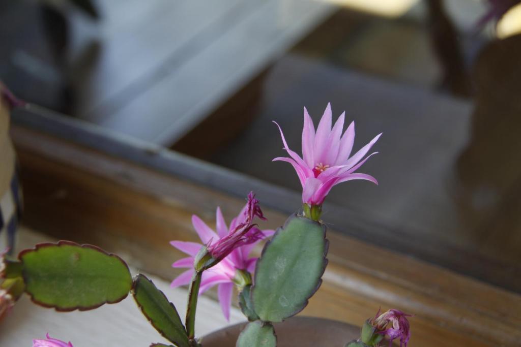 La Demorada Bed and Breakfast San Antonio de Areco Εξωτερικό φωτογραφία